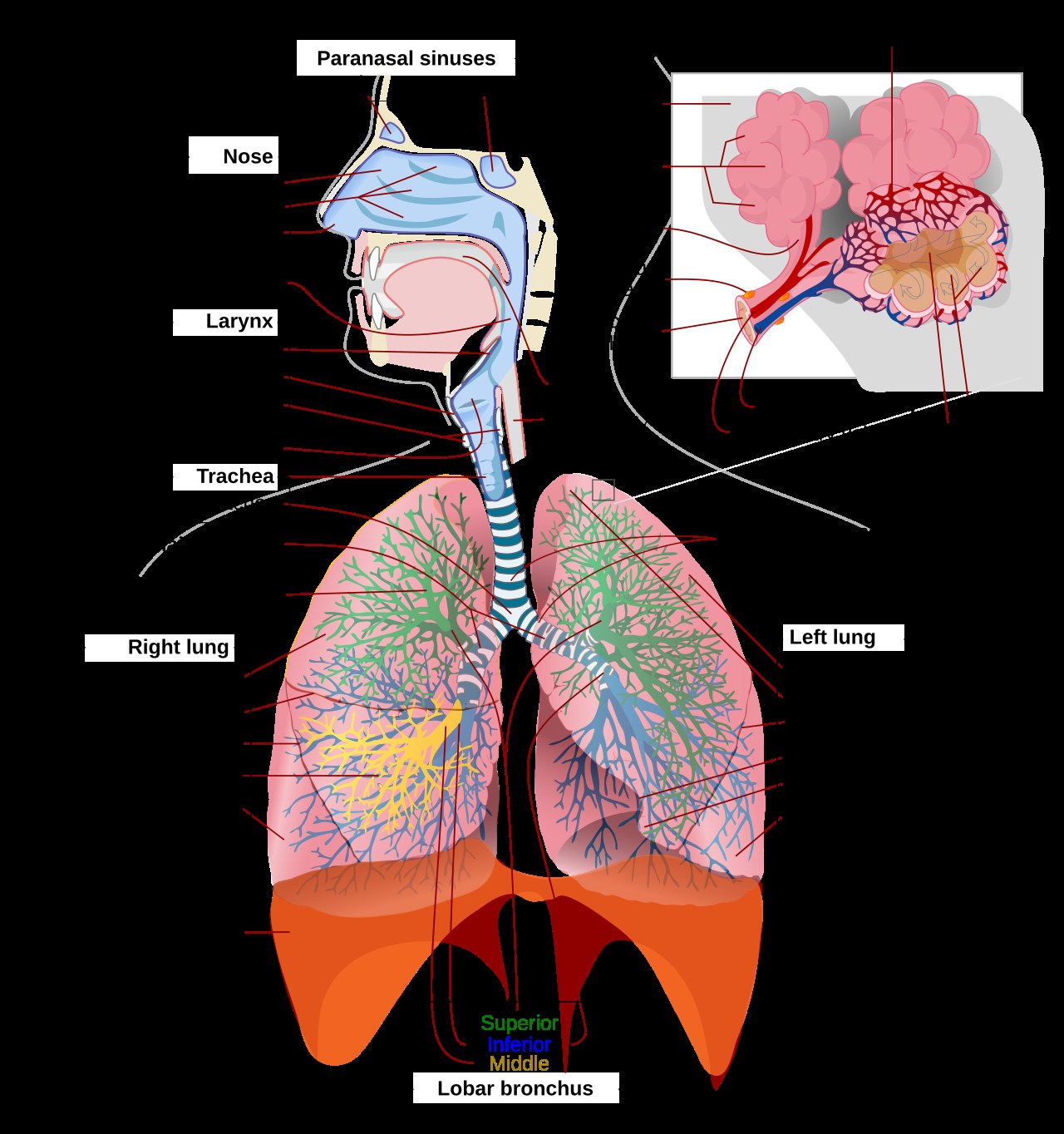 Respiratory and nervous system yoga practice